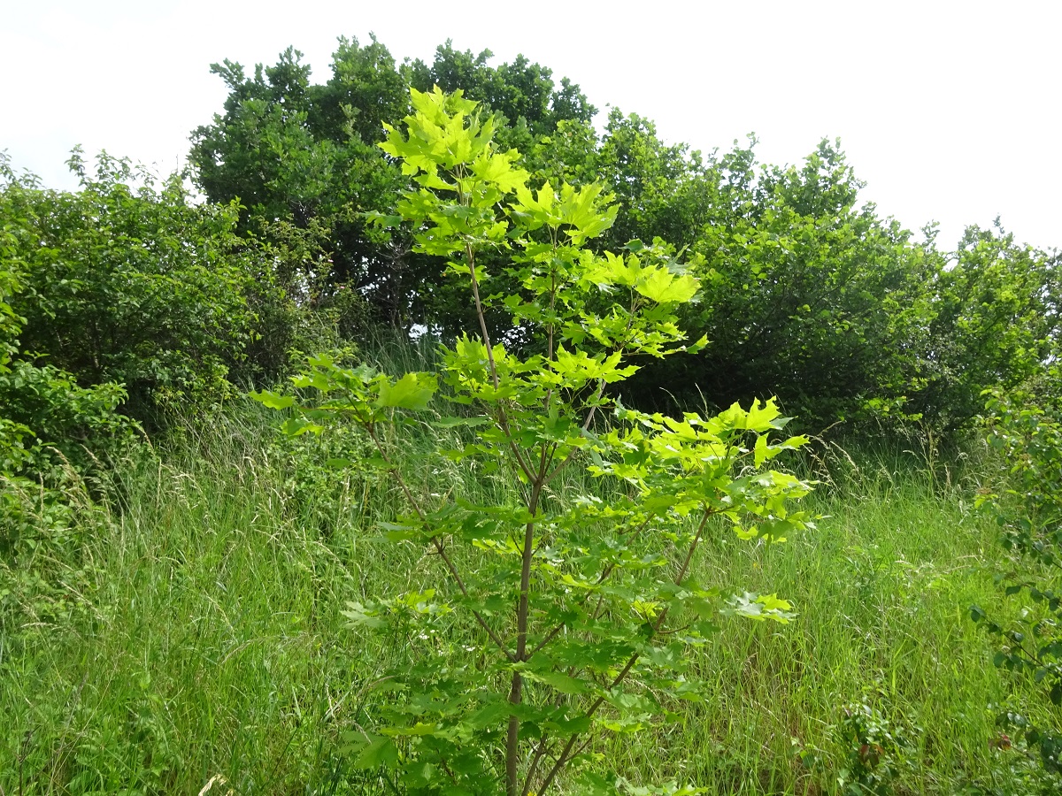 Acer platanoides (Sapindaceae)